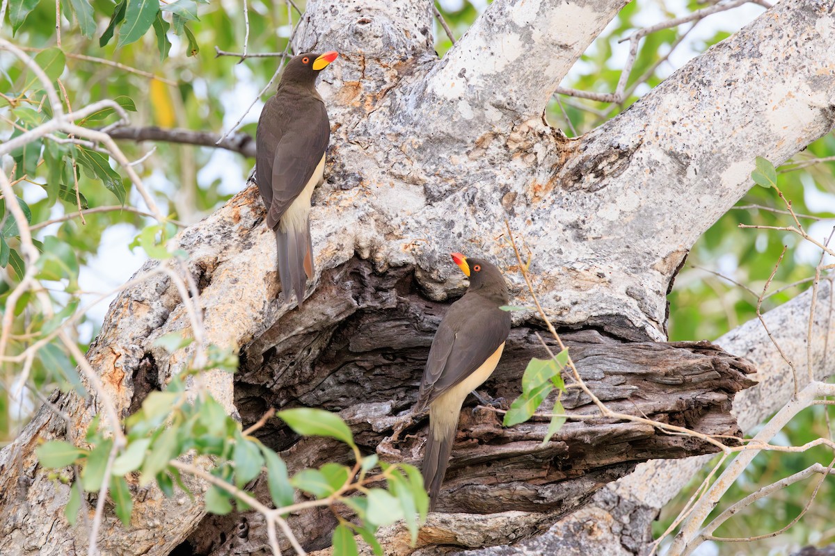 Yellow-billed Oxpecker - ML635329693