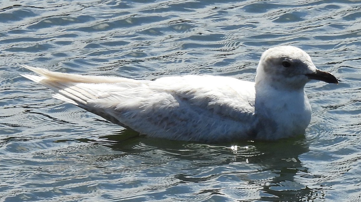 Iceland Gull - ML635329720