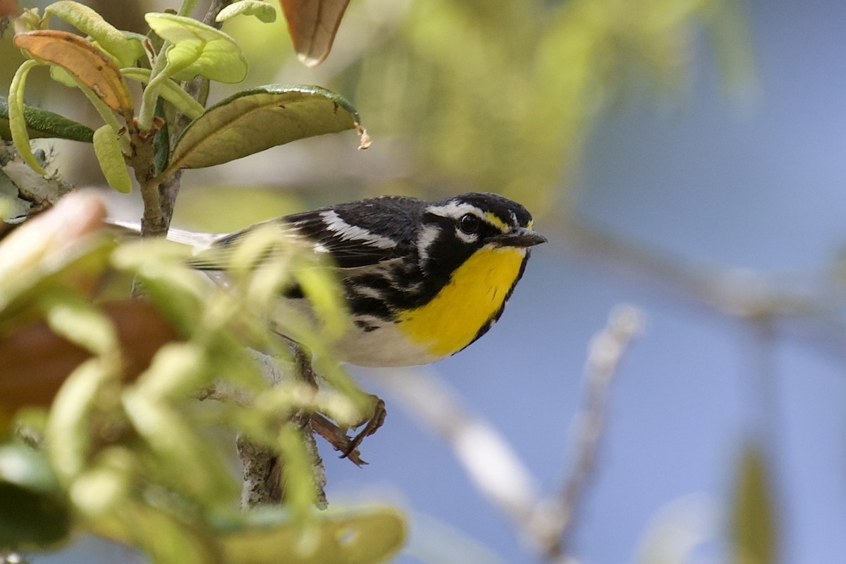 Yellow-throated Warbler - ML635329756