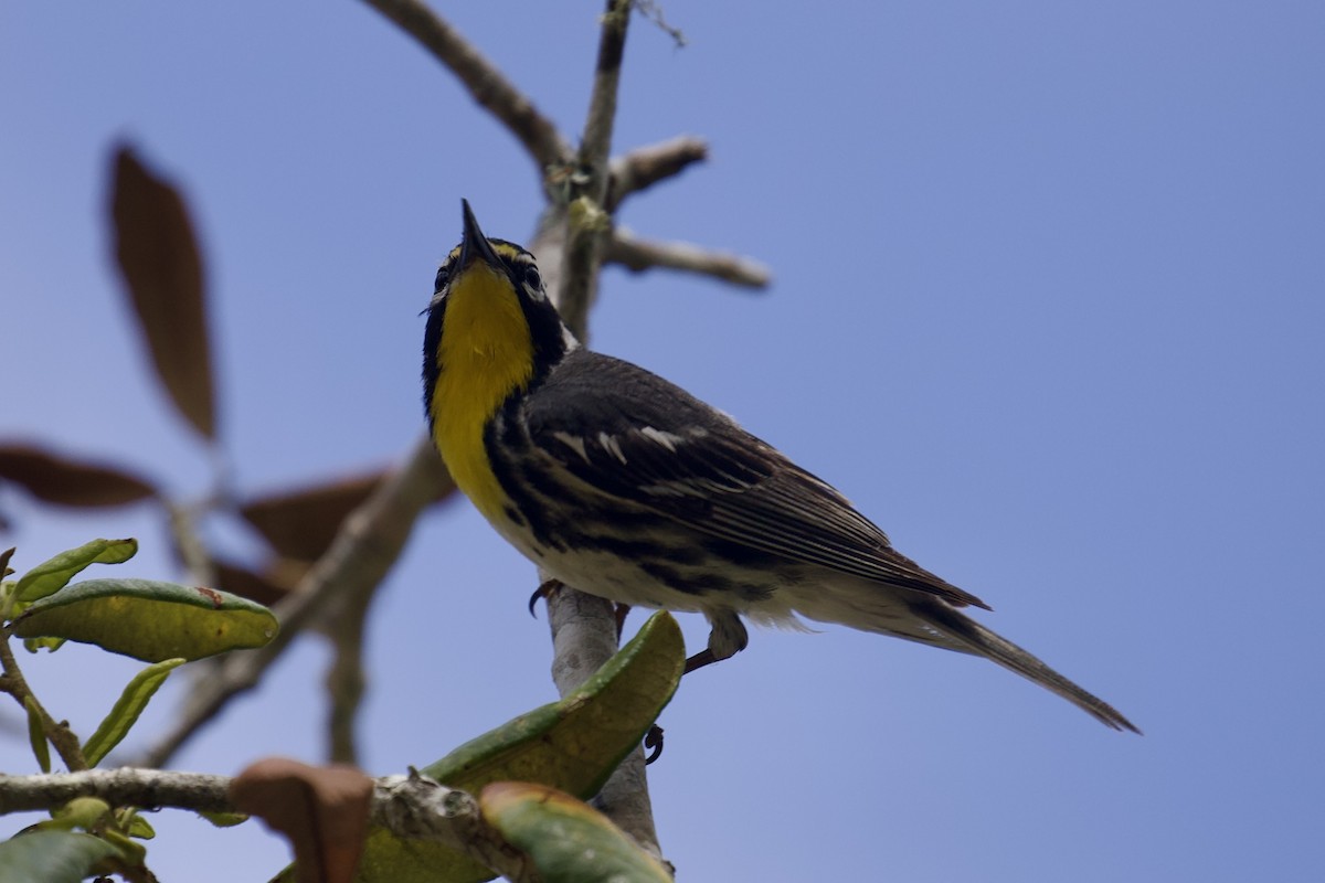 Yellow-throated Warbler - ML635329757
