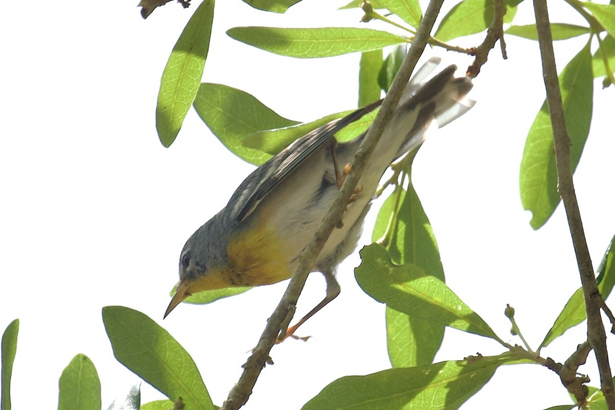 Northern Parula - ML635329765