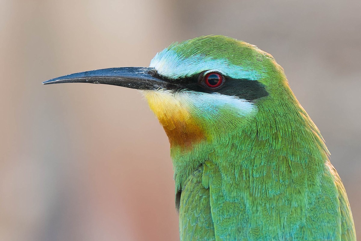 Blue-cheeked Bee-eater - ML635329822