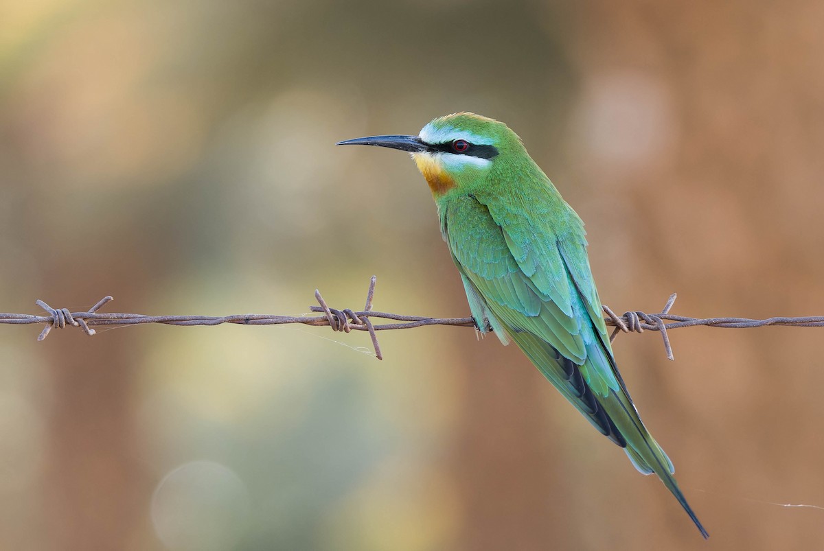 Blue-cheeked Bee-eater - ML635329823