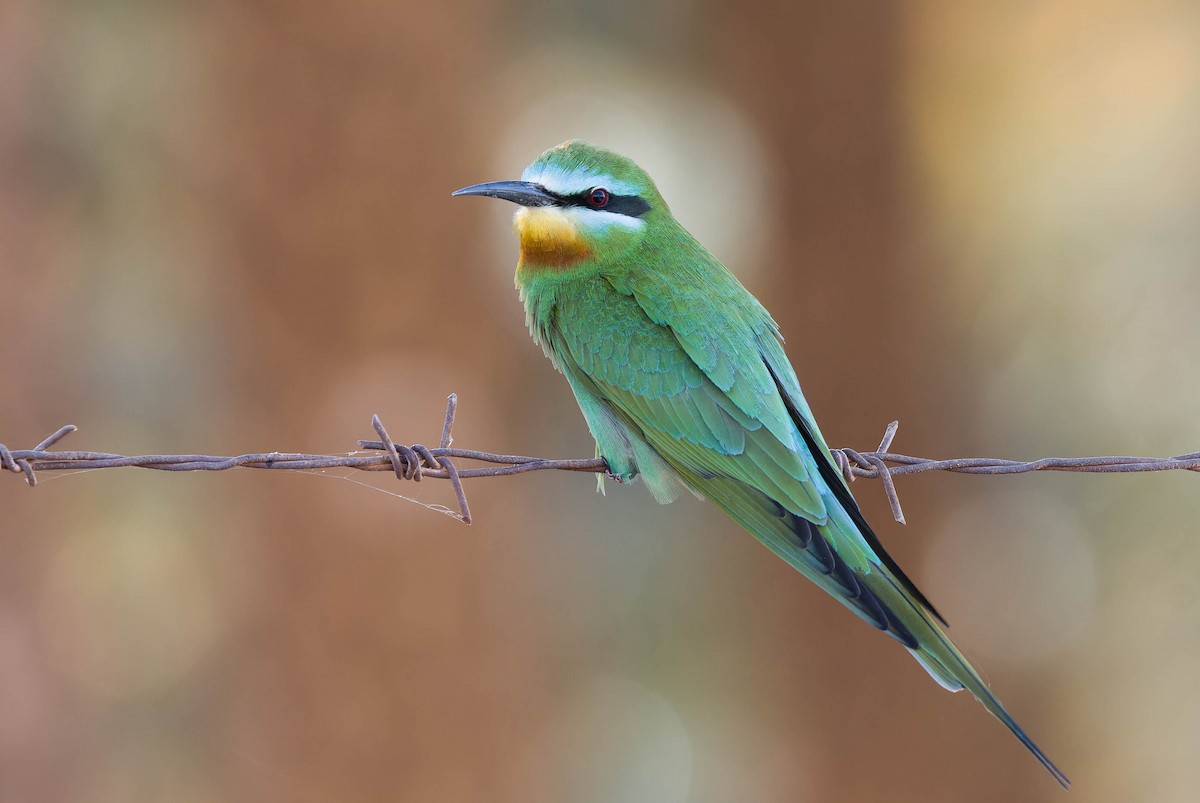 Blue-cheeked Bee-eater - ML635329824