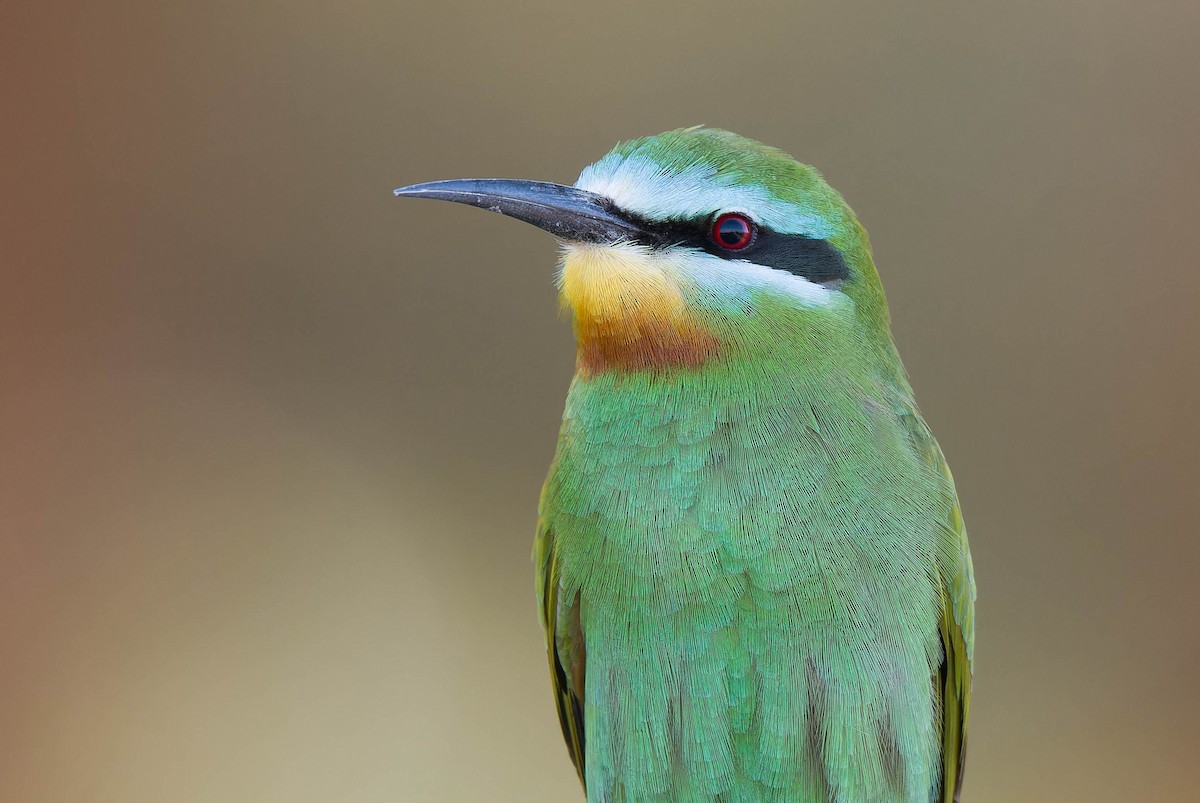 Blue-cheeked Bee-eater - ML635329825
