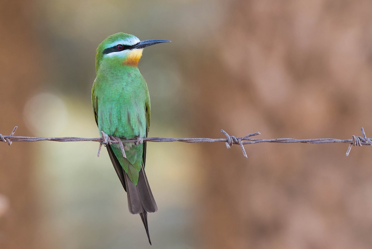Blue-cheeked Bee-eater - ML635329826