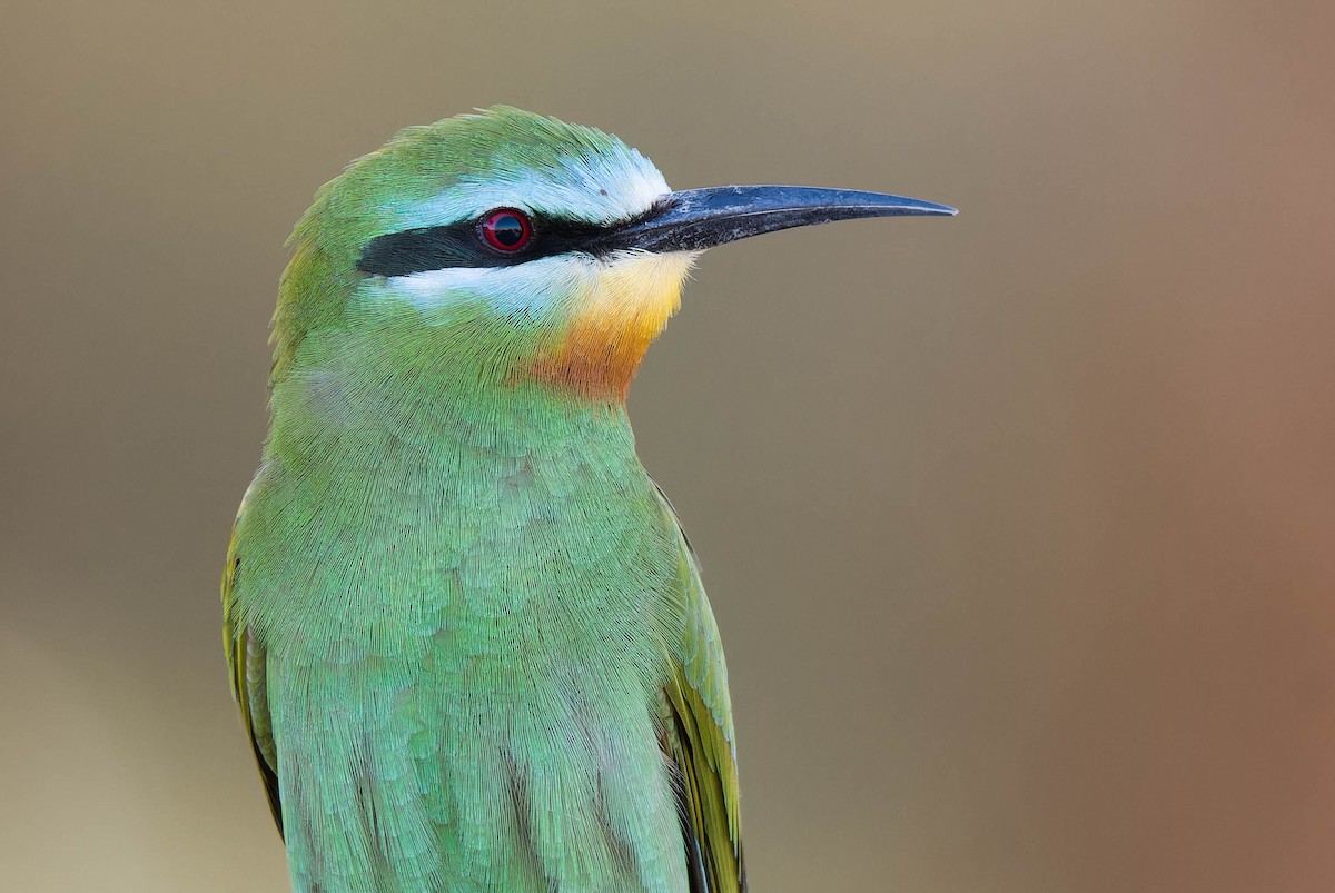 Blue-cheeked Bee-eater - ML635329827