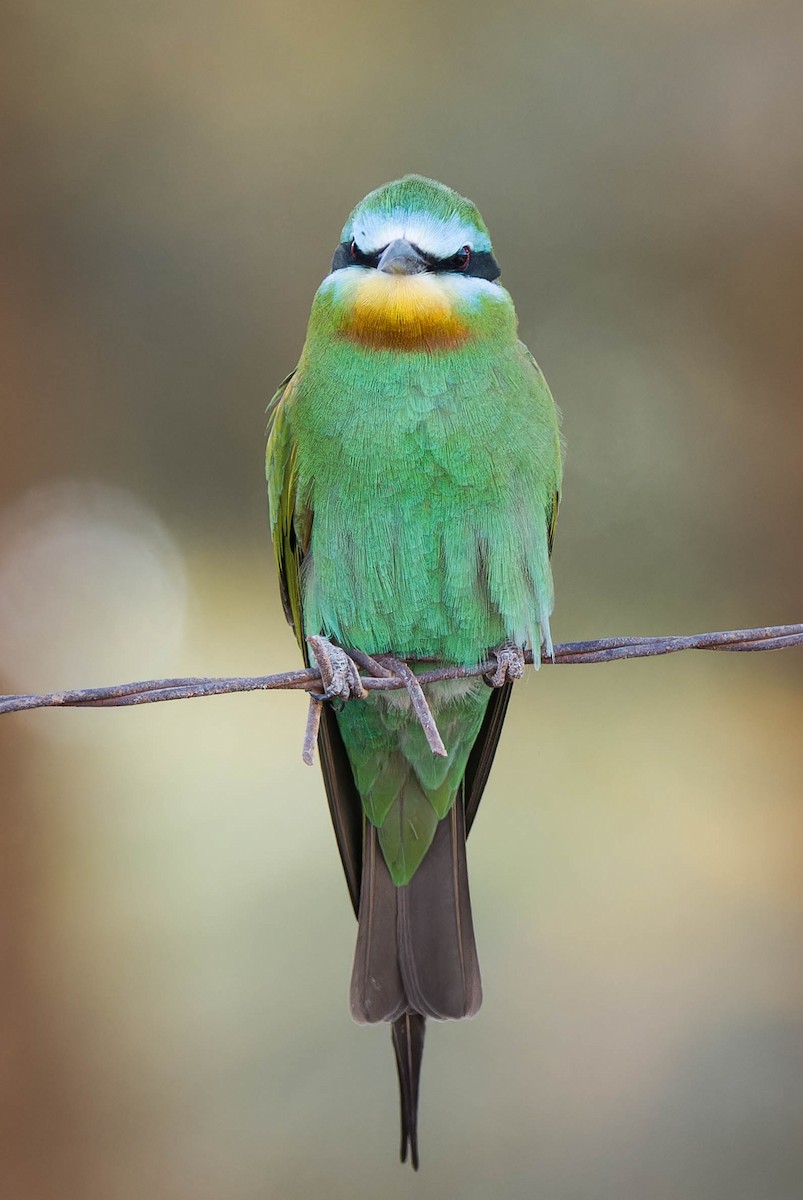 Blue-cheeked Bee-eater - ML635329828