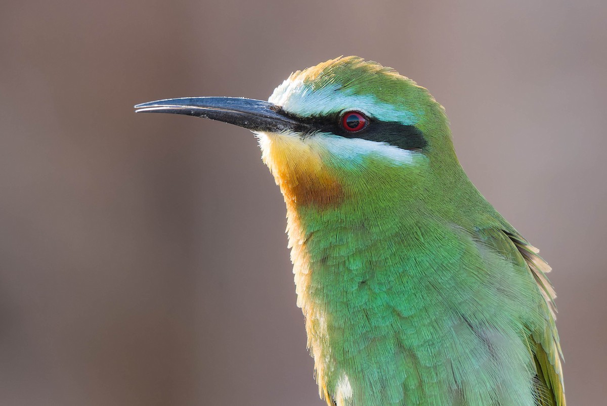 Blue-cheeked Bee-eater - ML635329829