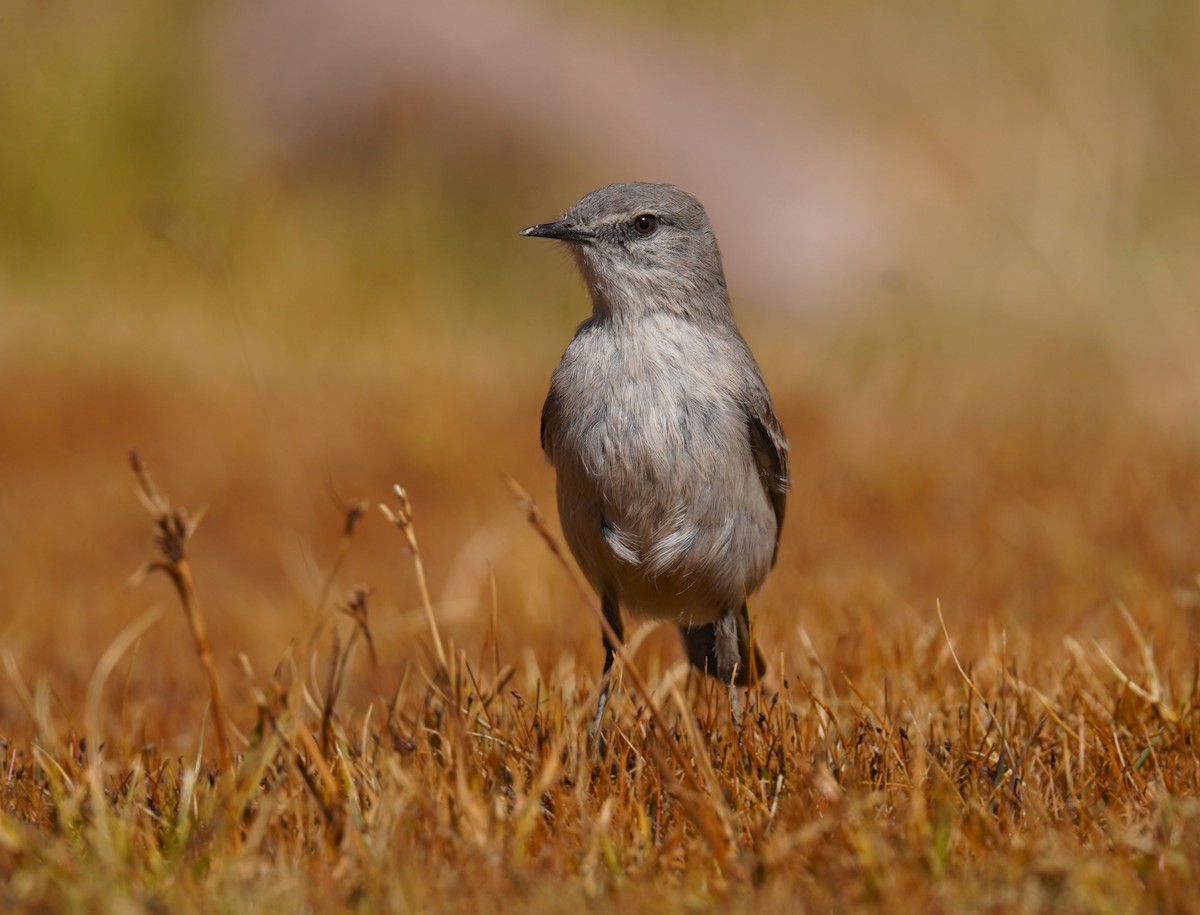 Cinereous Ground-Tyrant - ML635329833