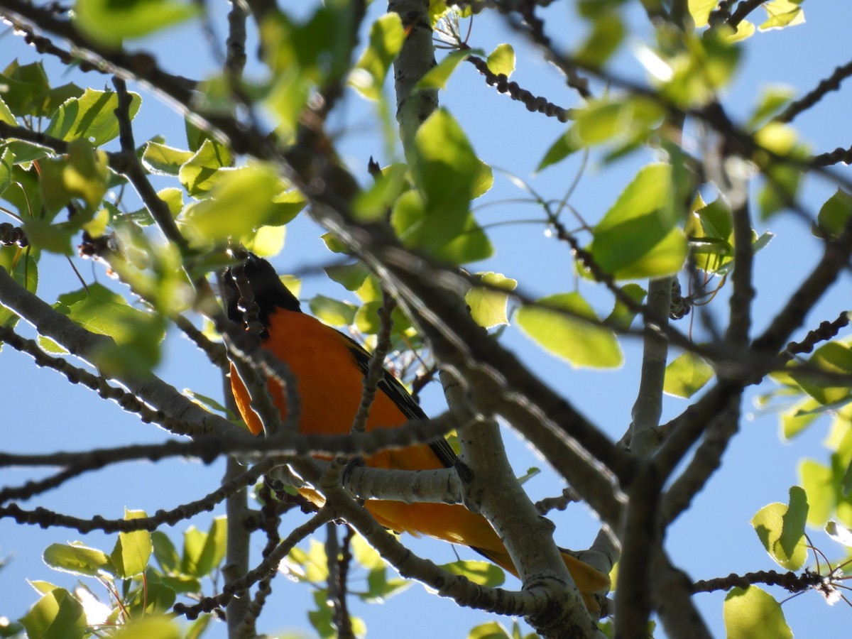 Baltimore Oriole - ML635329863