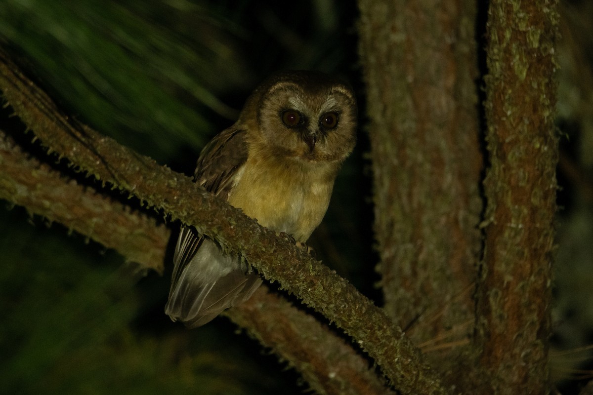 Unspotted Saw-whet Owl - ML635329864