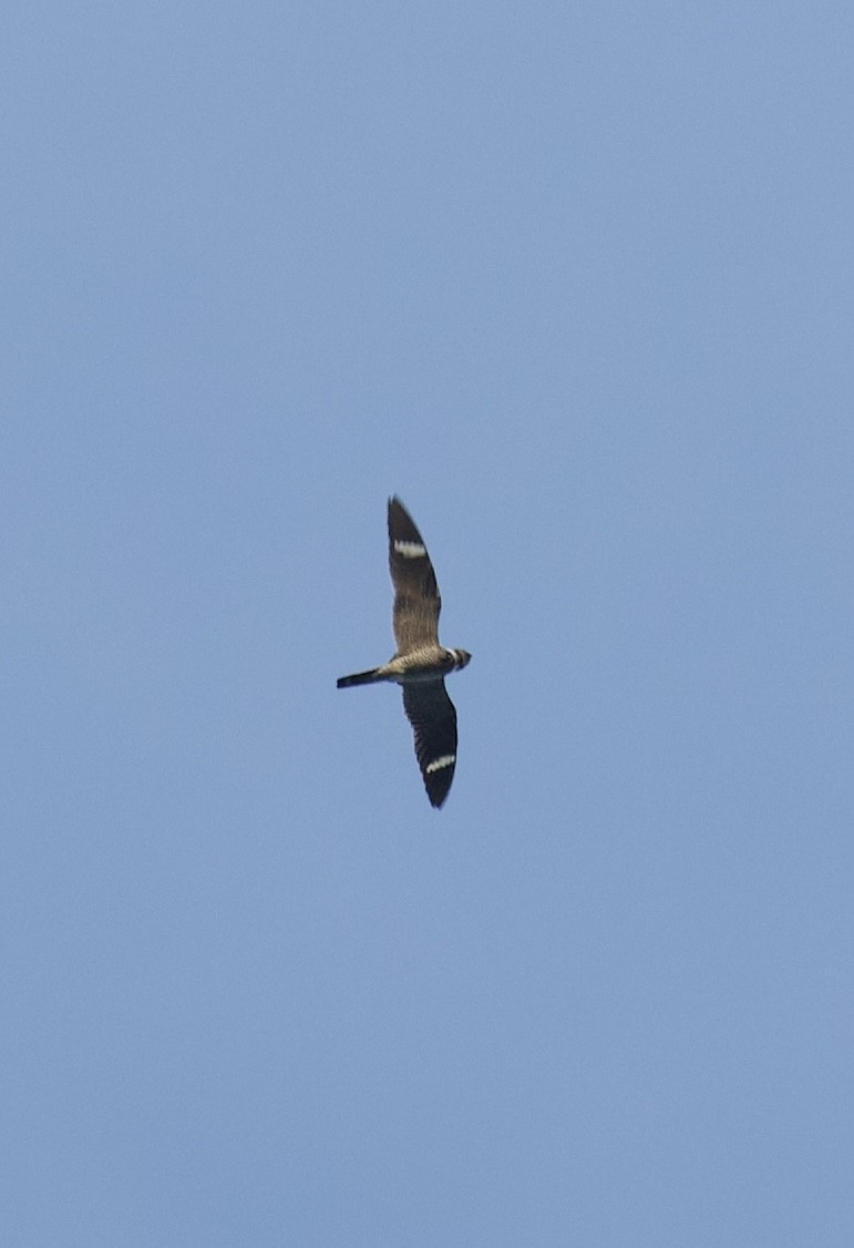 Engoulevent d'Amérique - ML635329865