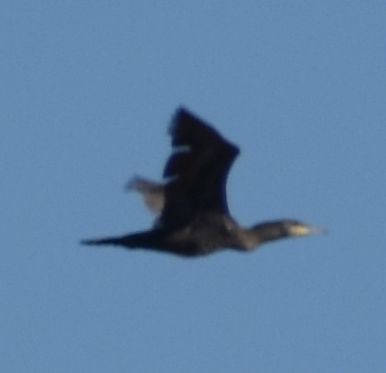 鸕鷀 - ML635329881