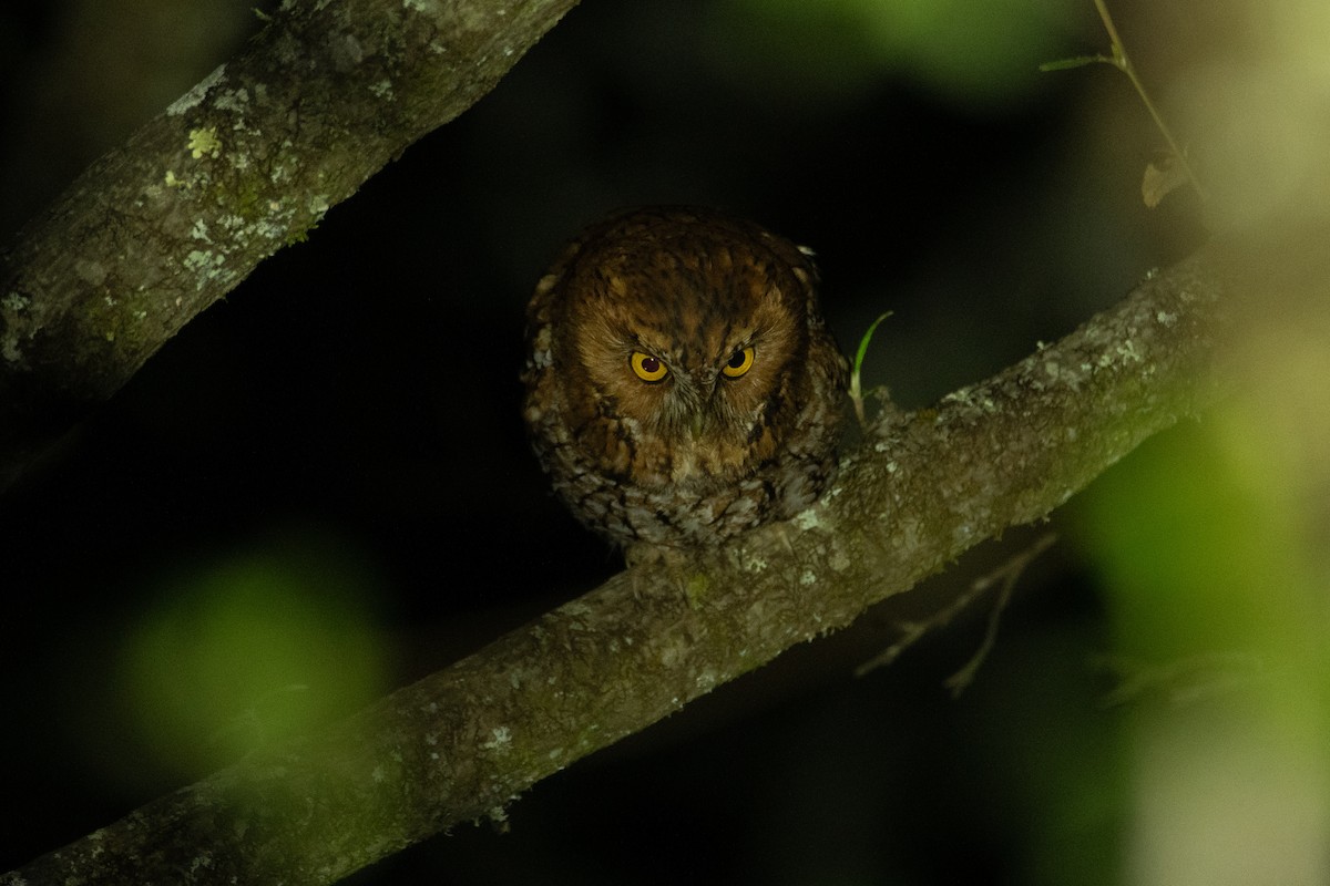 Whiskered Screech-Owl - ML635329908