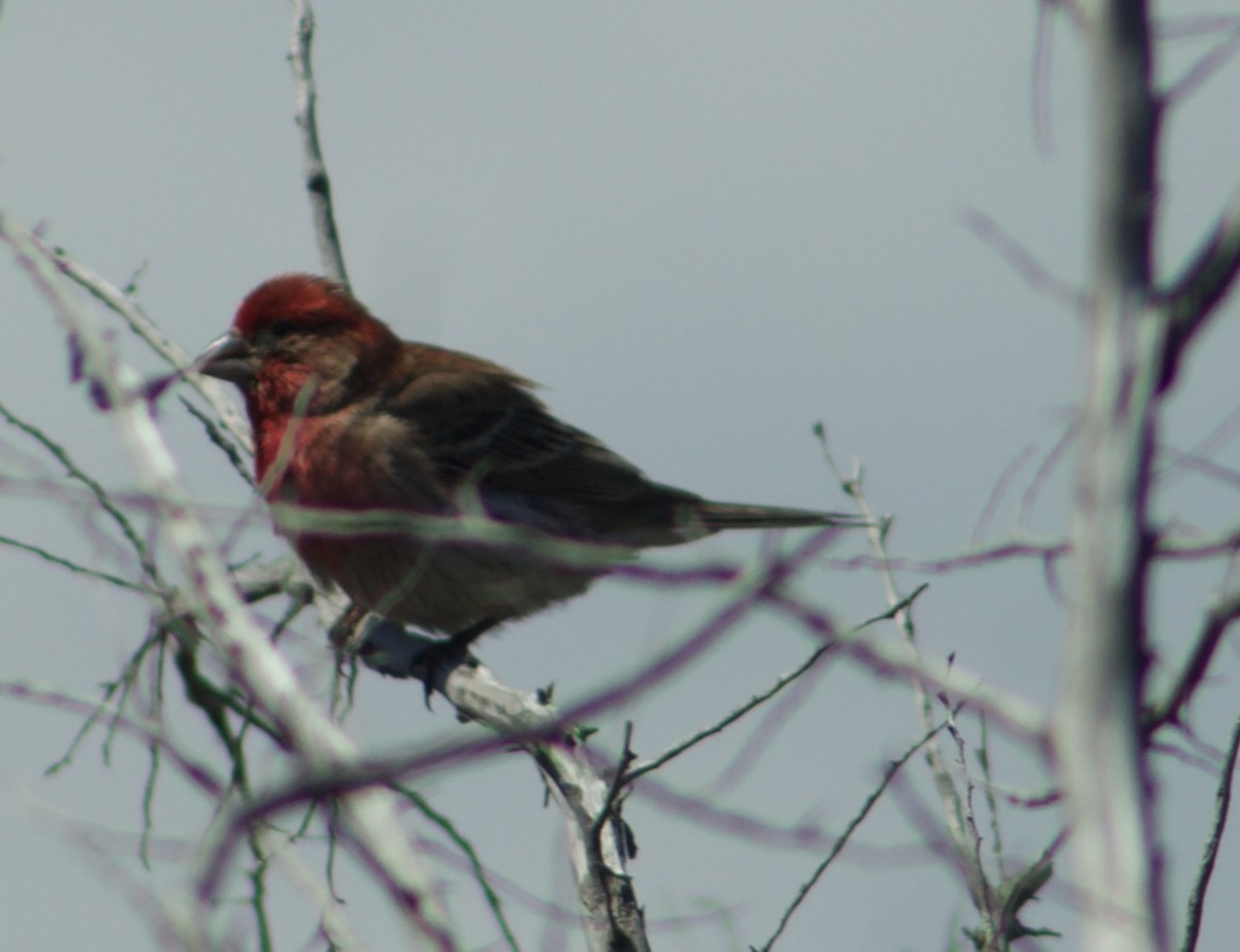 House Finch - ML635329918