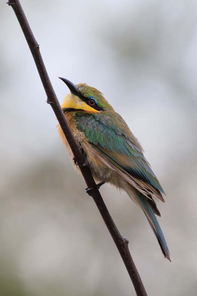 Little Bee-eater - ML635329921