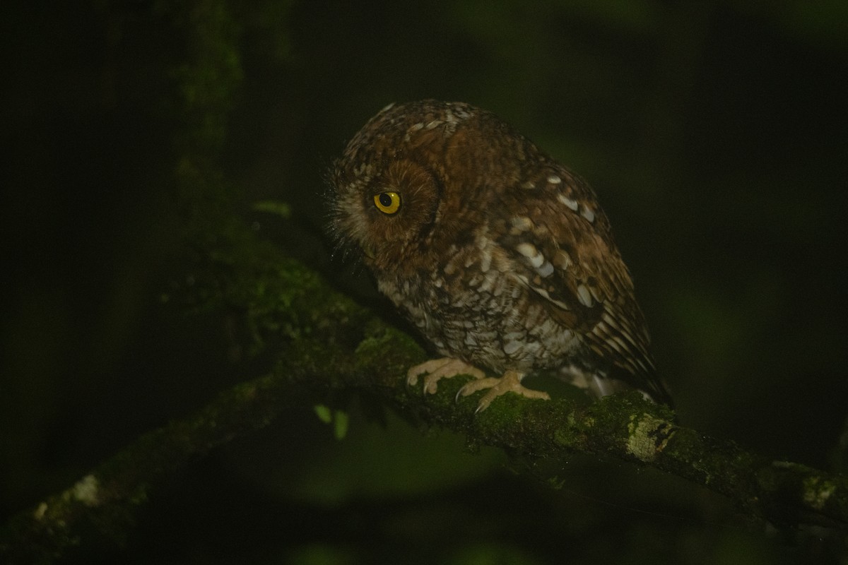 Bearded Screech-Owl - ML635329942