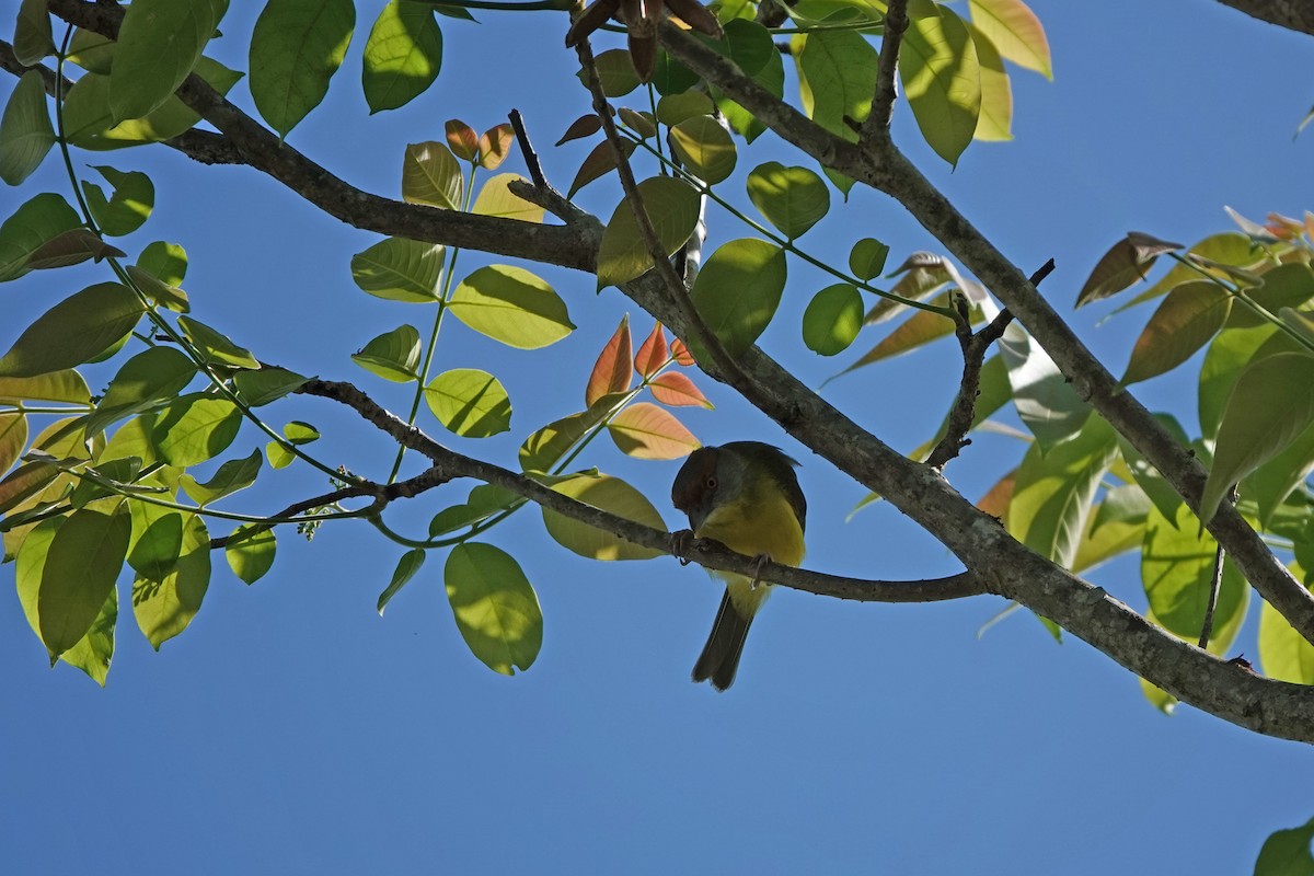Rufous-browed Peppershrike - ML635329953