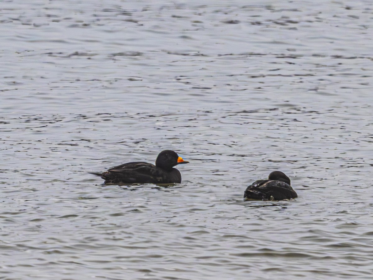 Black Scoter - ML635329954