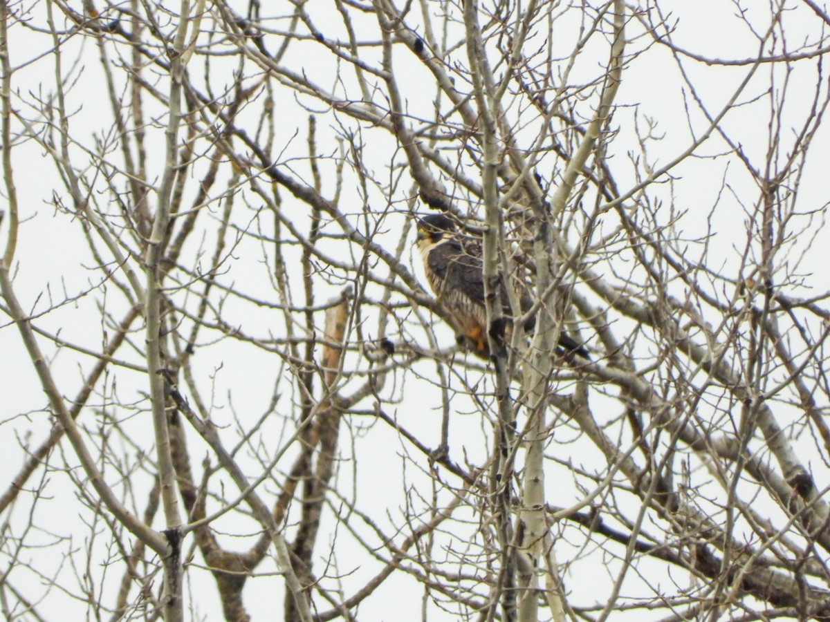 Peregrine Falcon - ML635329961