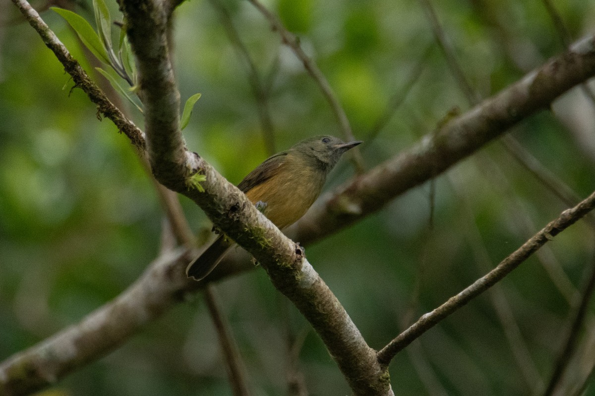 Ochre-bellied Flycatcher - ML635329988