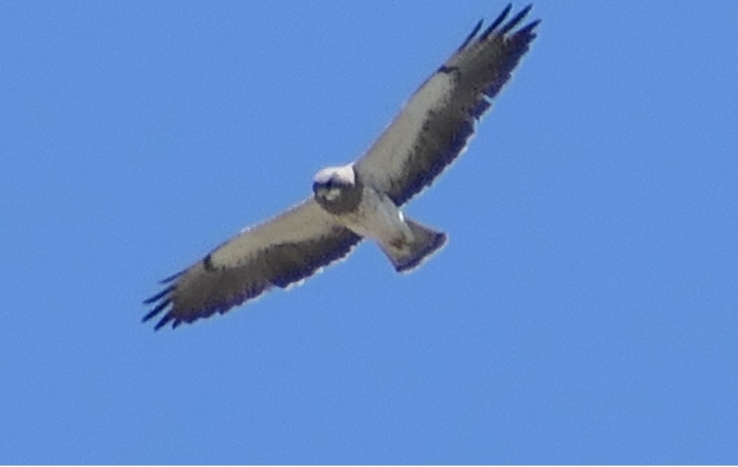 Swainson's Hawk - ML635330030