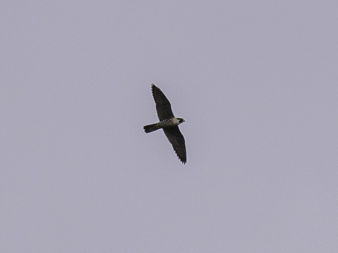 Peregrine Falcon - ML635330211