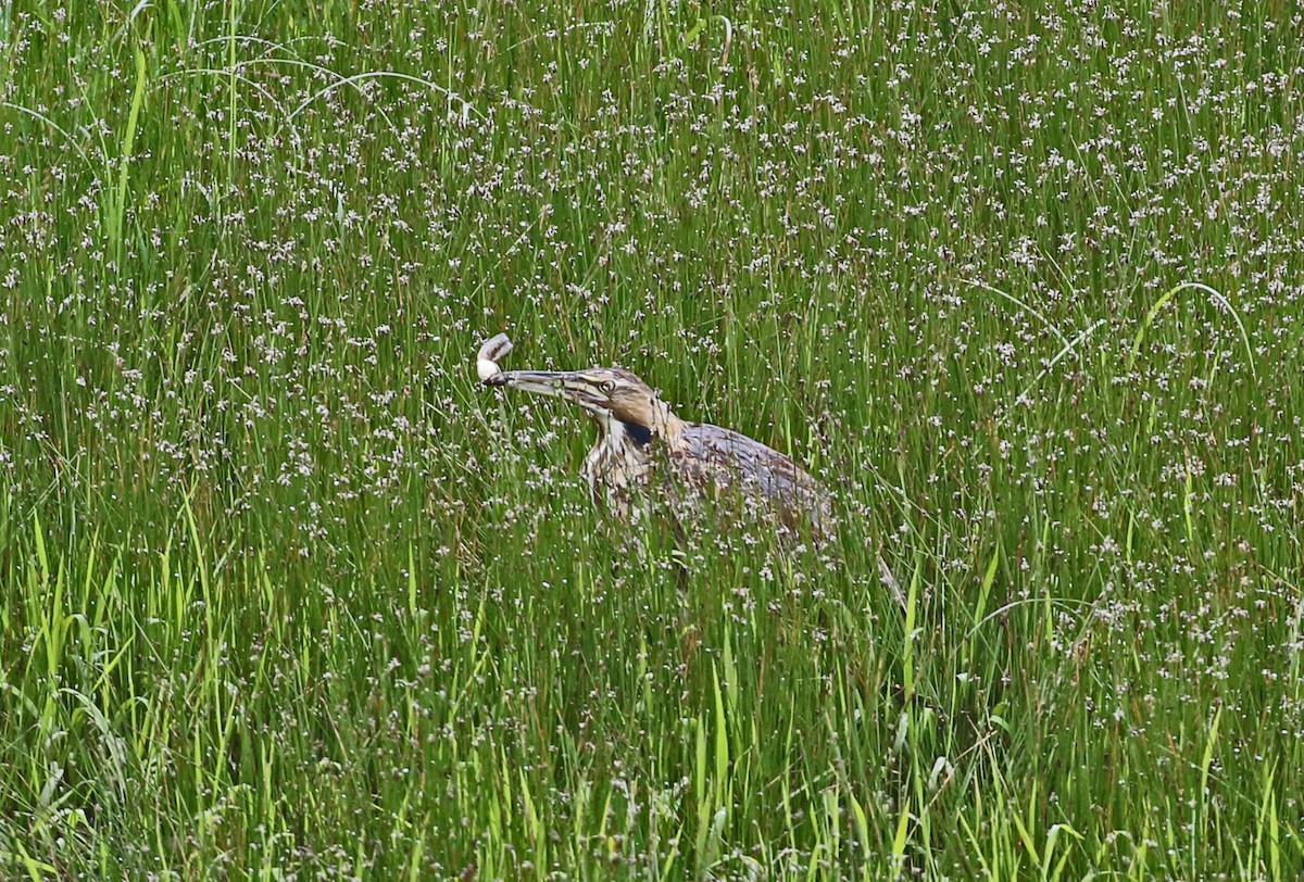 American Bittern - ML635330333
