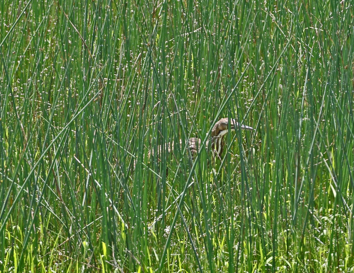 American Bittern - ML635330334