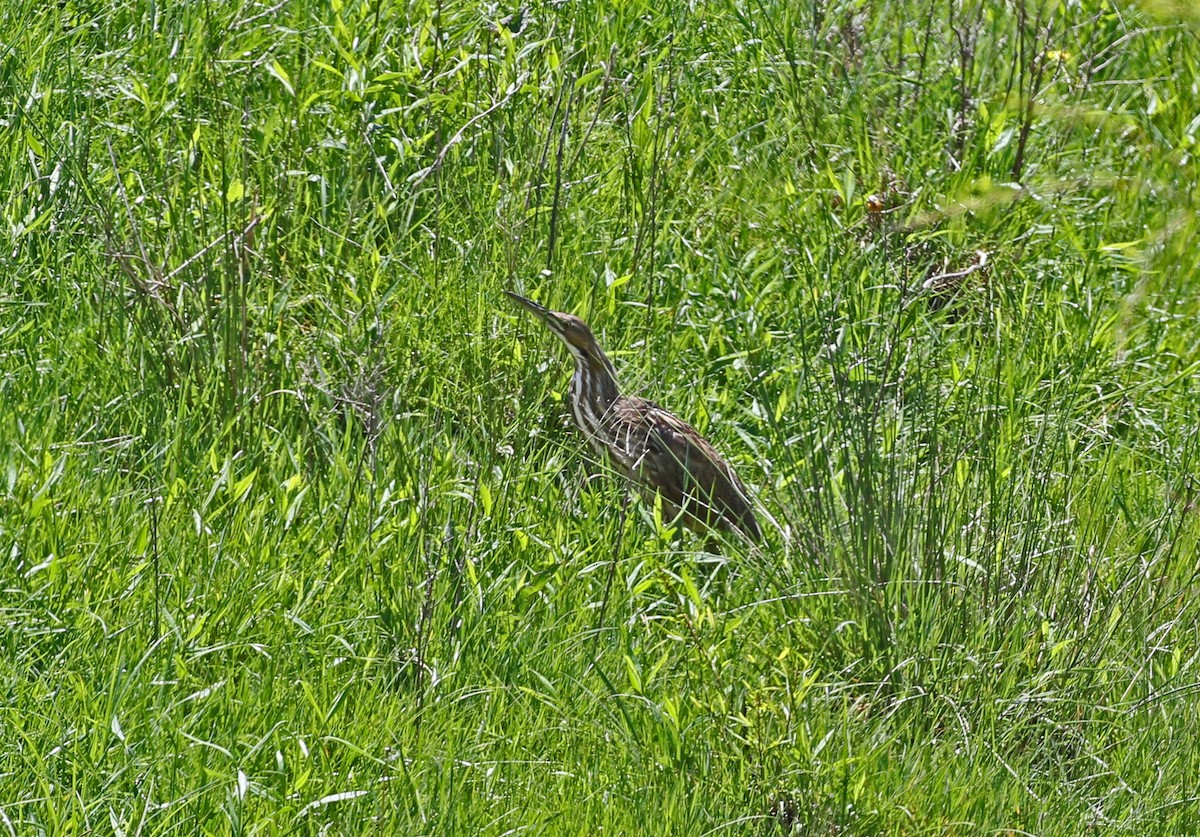 American Bittern - ML635330335