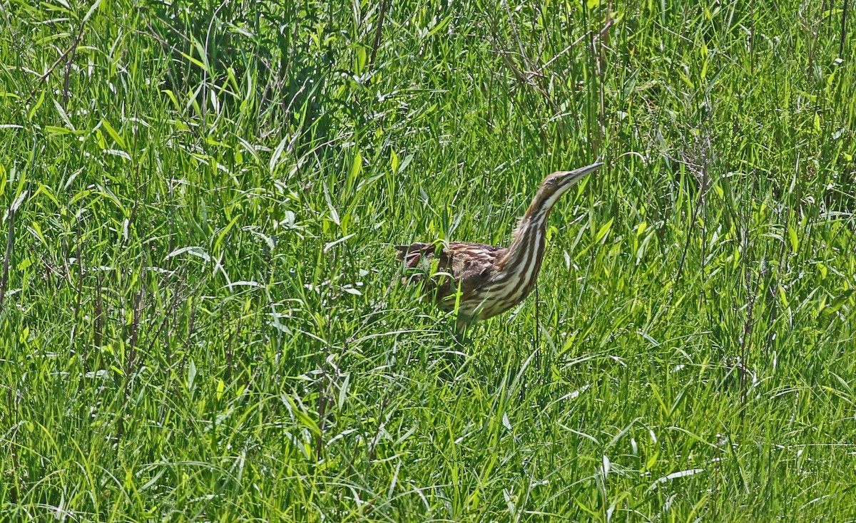 American Bittern - ML635330336