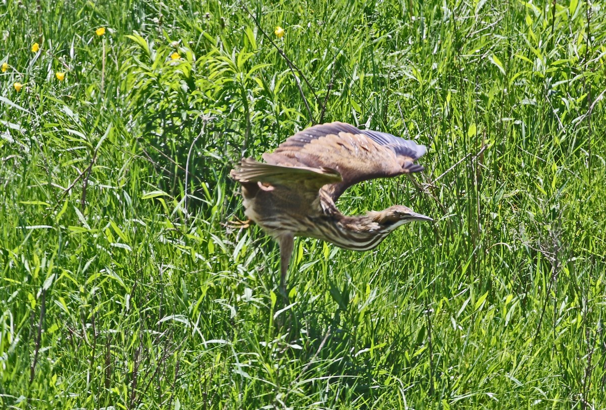 American Bittern - ML635330339