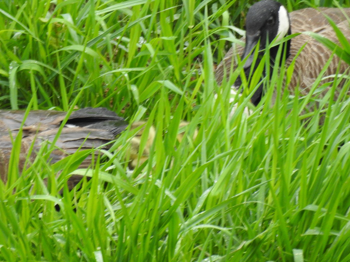 Canada Goose - ML635330401