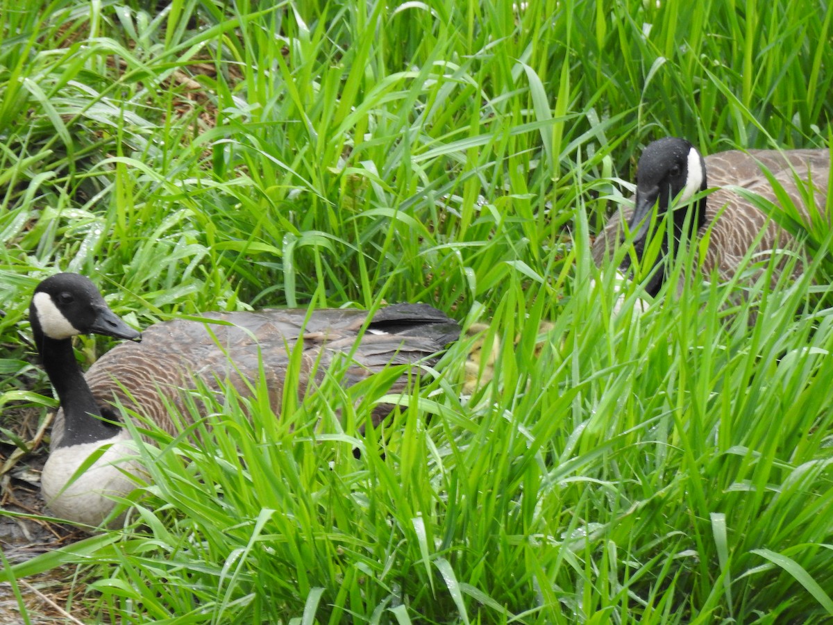 Canada Goose - ML635330402