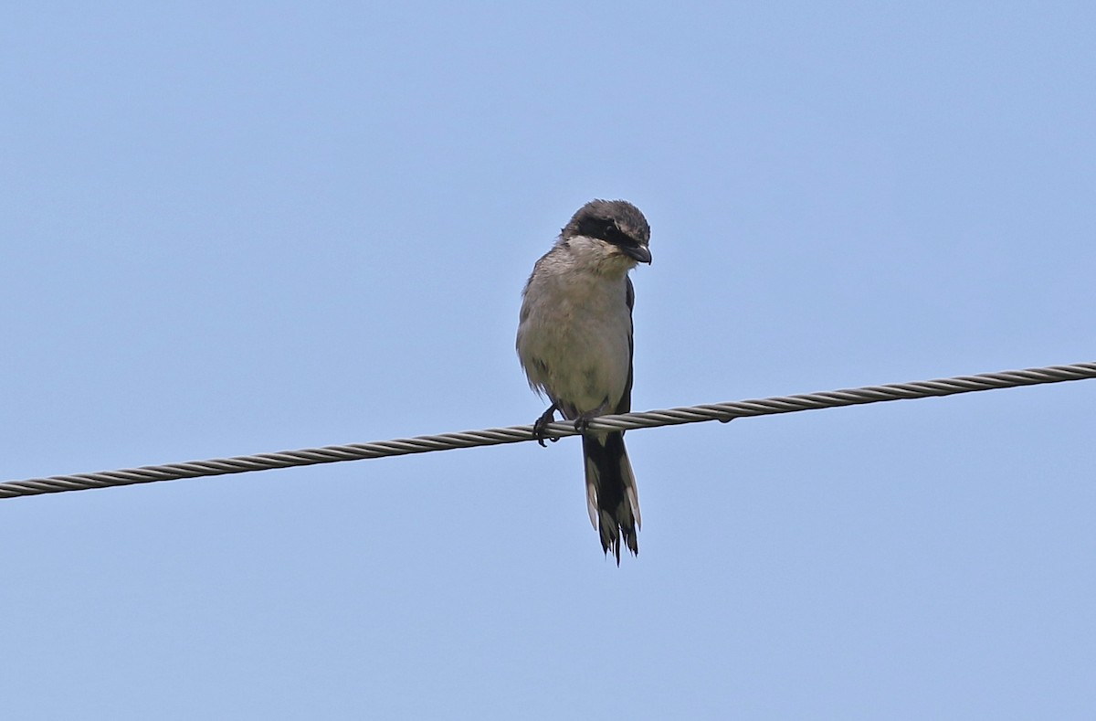 Loggerhead Shrike - ML635330408