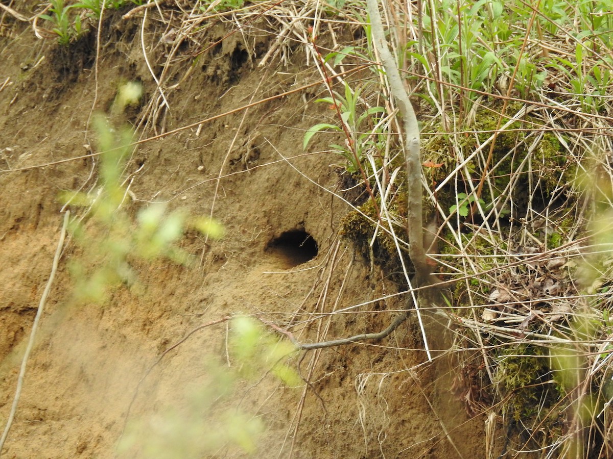 Belted Kingfisher - ML635330509