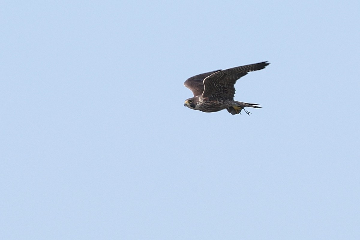 Peregrine Falcon - ML635330518