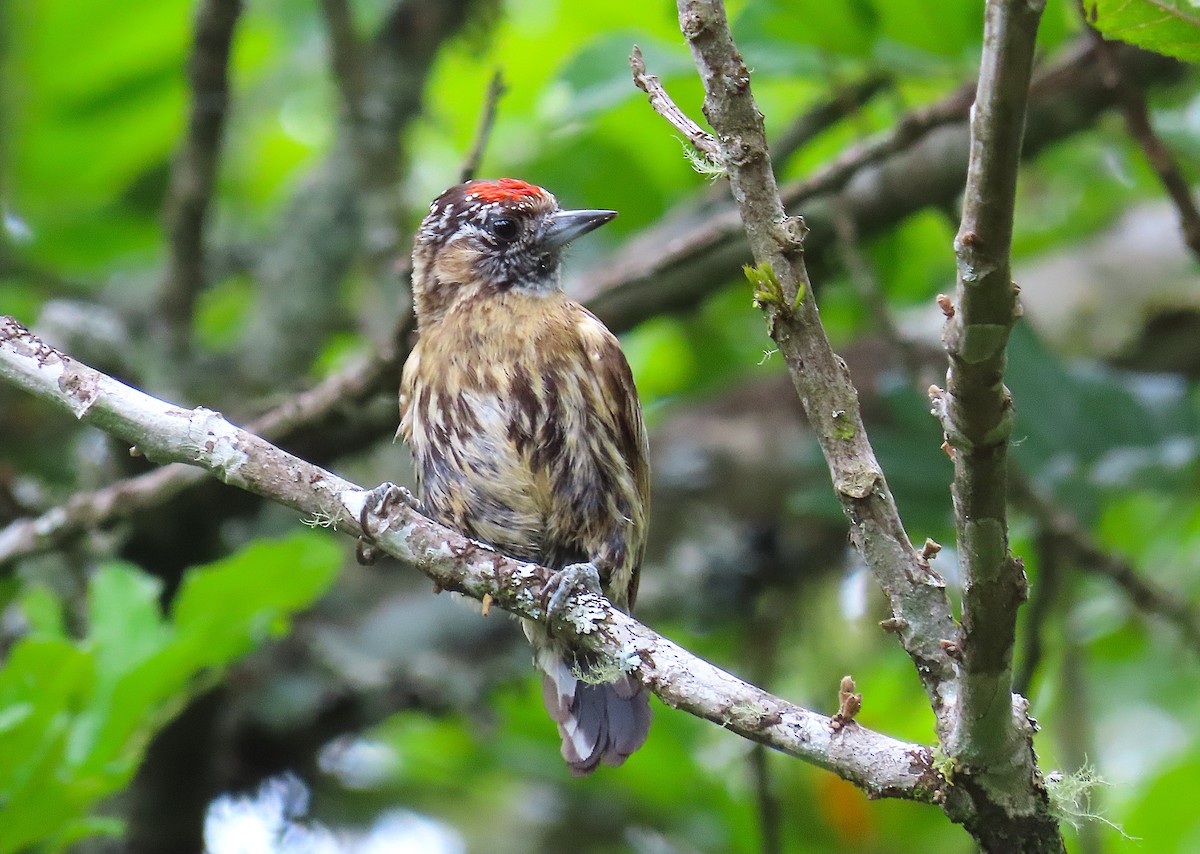 Mottled Piculet - ML635330647