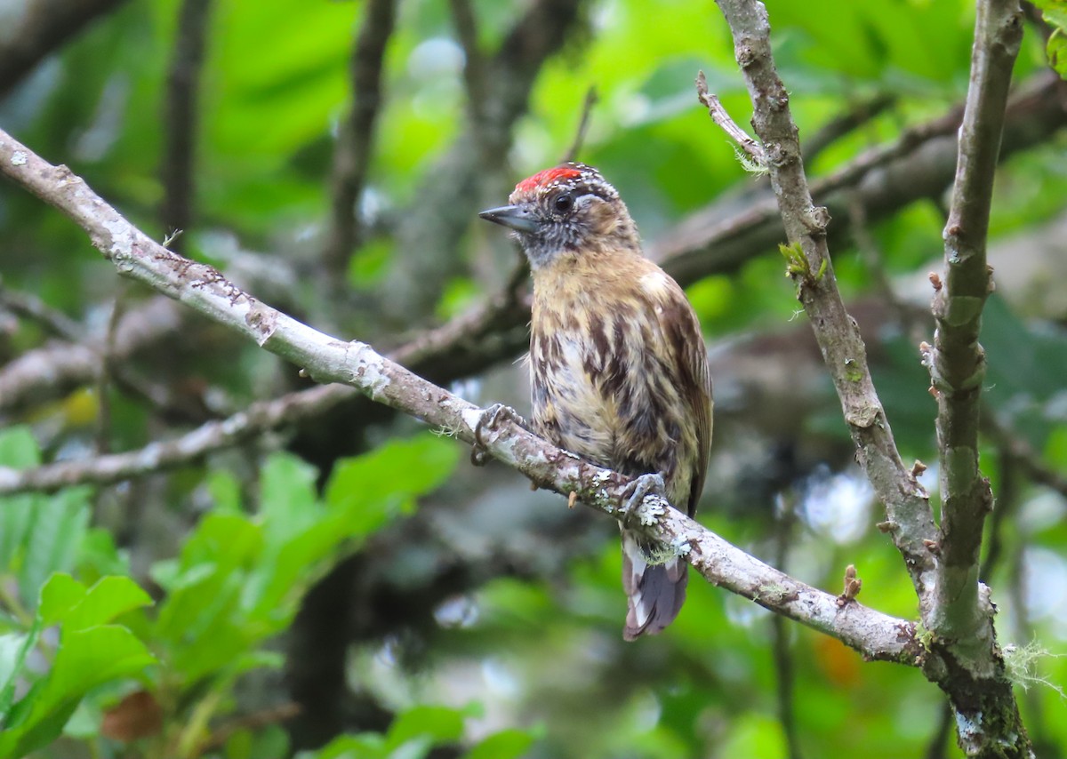 Mottled Piculet - ML635330660