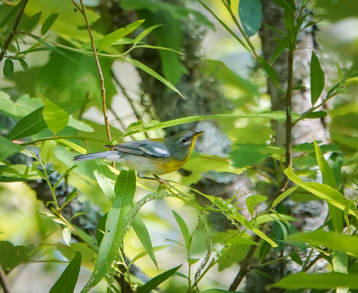 Northern Parula - ML635330775