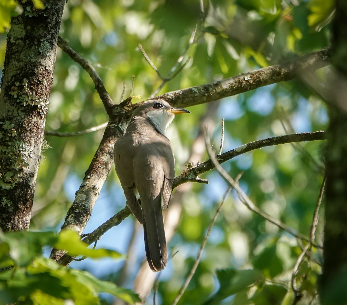 Yellow-billed Cuckoo - ML635330800