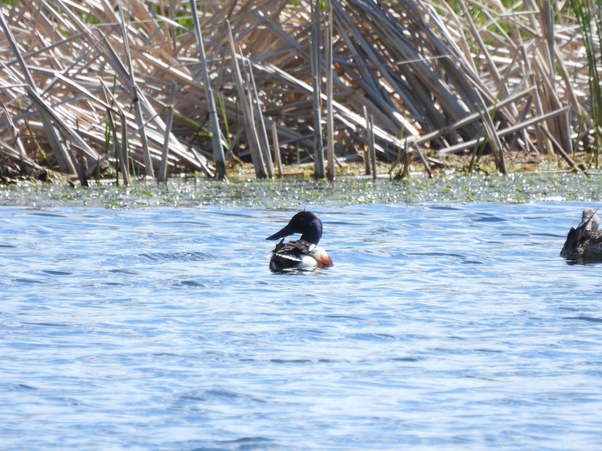 Northern Shoveler - ML635331021