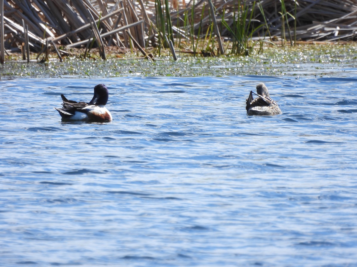 Northern Shoveler - ML635331022