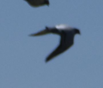 Хөхвөр тагтаа (суурин газрын) - ML635331038