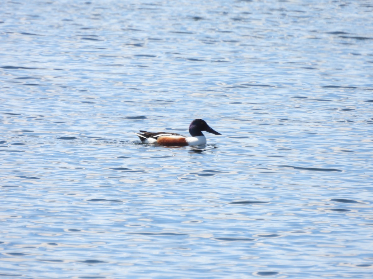 Northern Shoveler - ML635331041