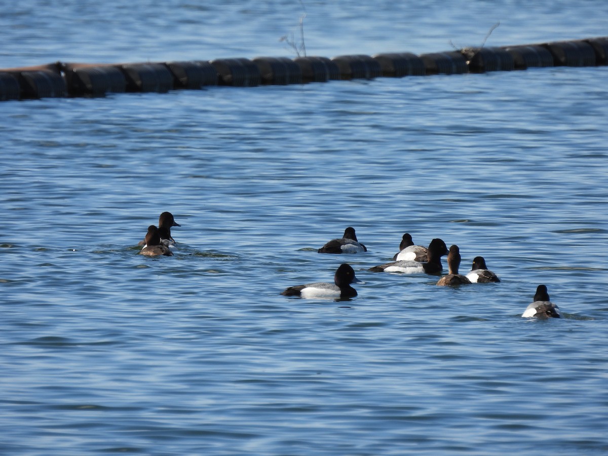 Lesser Scaup - ML635331052