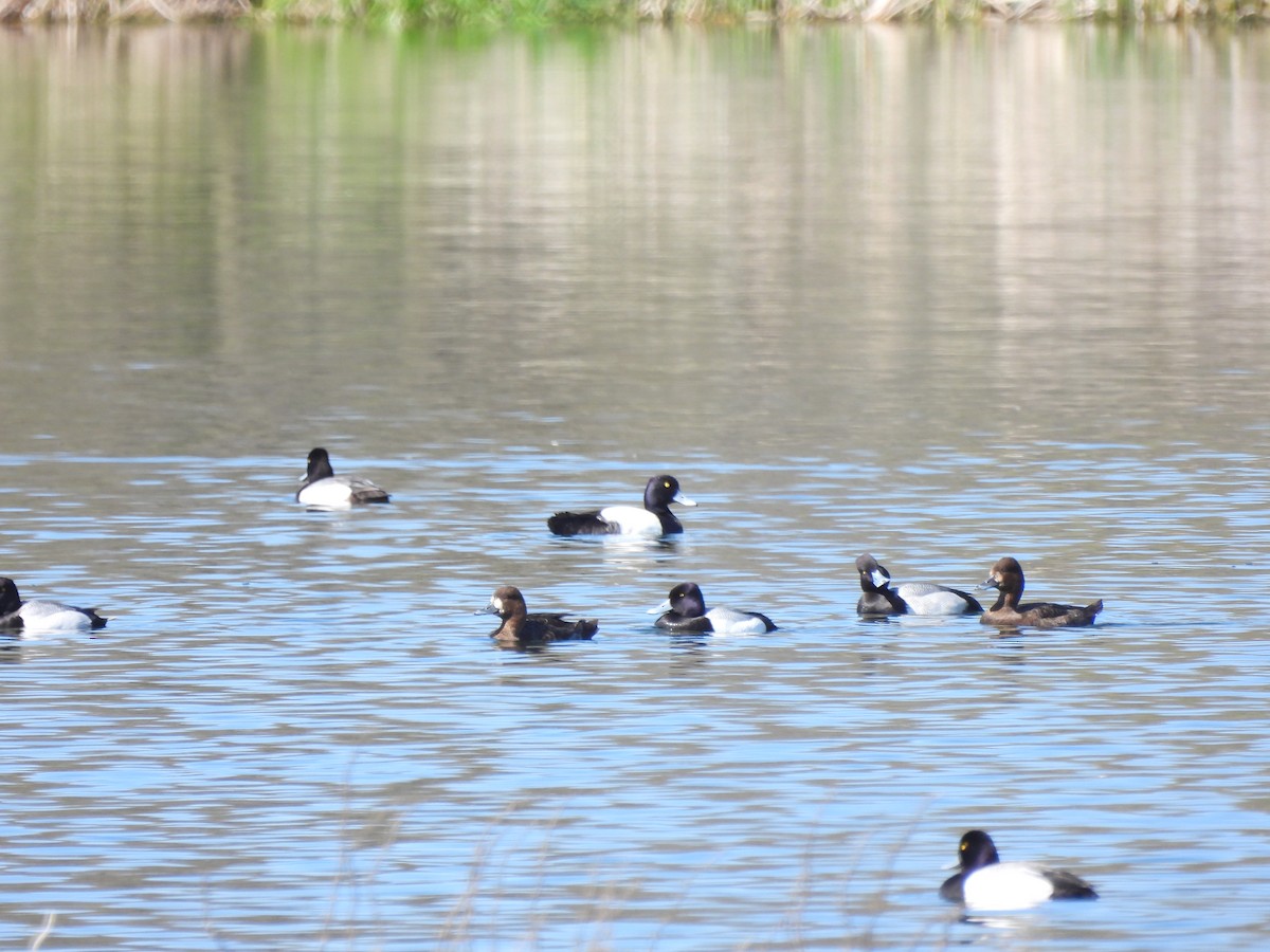 Lesser Scaup - ML635331071