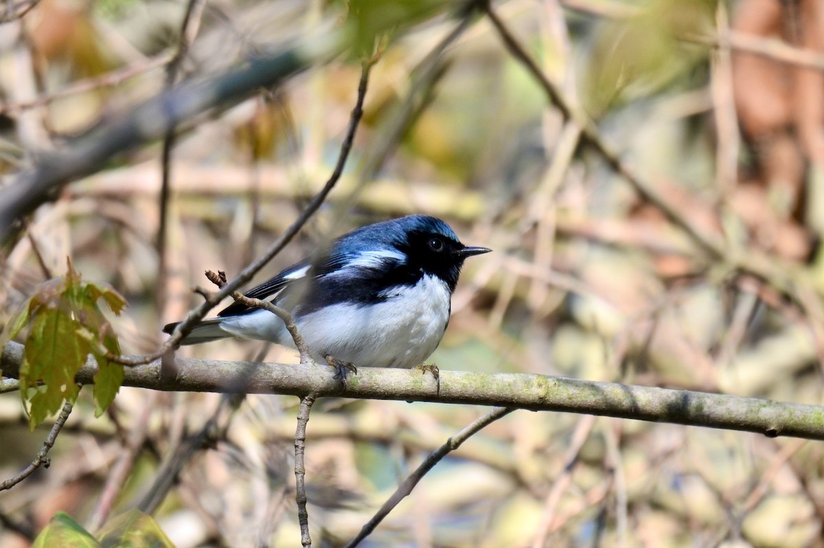 Black-throated Blue Warbler - ML635331081