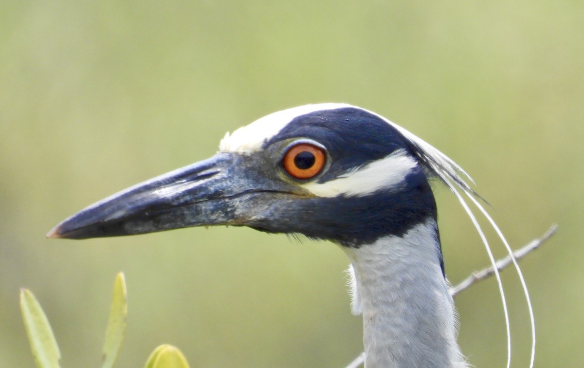 Yellow-crowned Night Heron - ML635331091